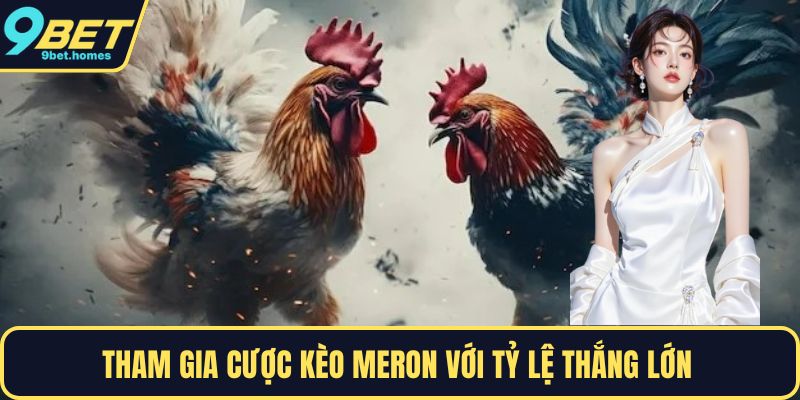 Tham gia cược kèo meron với tỷ lệ thắng lớn